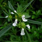 10 Seeds Leucas aspera THUMBAI (Seeds)