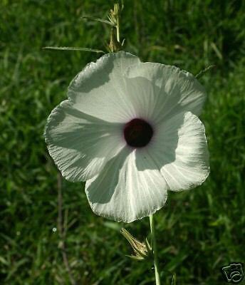 10 SEEDS Hibiscus cannabinus KENAF Unique Foliage (Seeds)