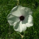 10 SEEDS Hibiscus cannabinus KENAF Unique Foliage (Seeds)