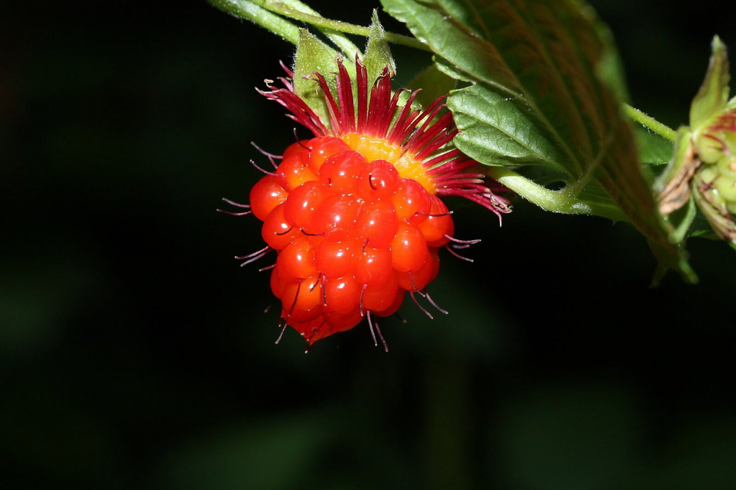 5 Seeds Rubus spectabilis SALMON BERRY Fruit (Seeds)