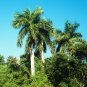 5 Seeds Roystonea regia ROYAL PALM (Seeds)