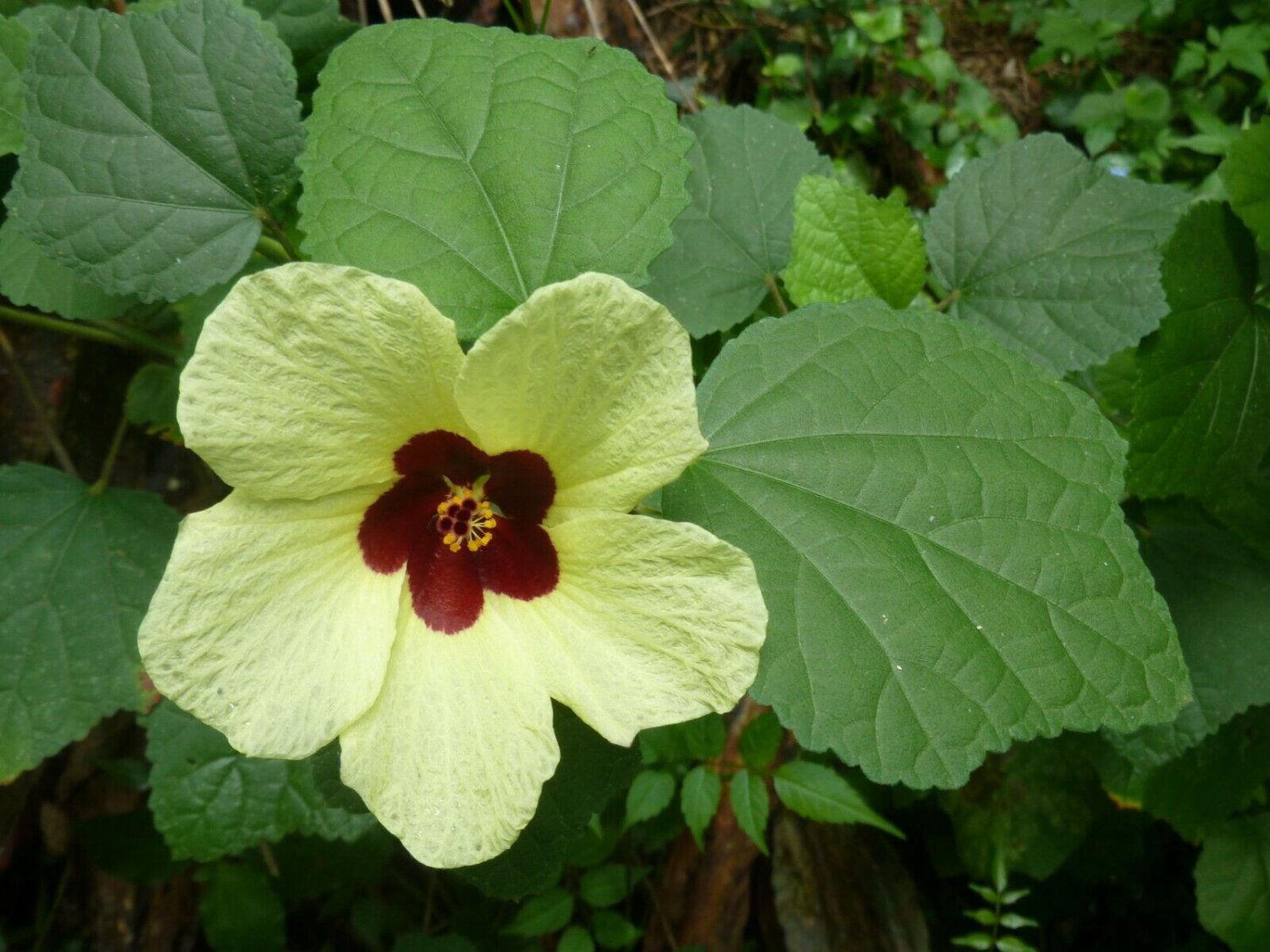 5 Seeds Hibiscus calyphyllus YELLOW HIBISCUS (Seeds)