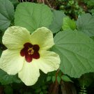 5 Seeds Hibiscus calyphyllus YELLOW HIBISCUS (Seeds)