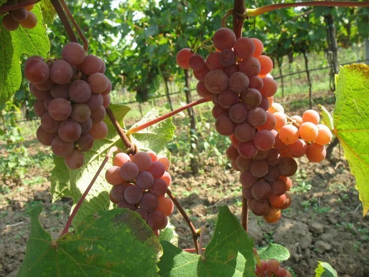 5 Seeds Vitis labrusca CATAWBA GRAPE (Seeds)