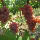 5 Seeds Vitis labrusca CATAWBA GRAPE (Seeds)