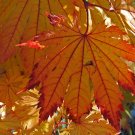 5 Seeds Acer japonicum Meigetsu JAPANESE FULLMOON MAPLE (Seeds)