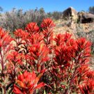 10 Seeds Castilleja coccinea INDIAN PAINTBRUSH (Seeds)