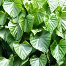 5 Seeds Tinospora cordifolia HEART LEAVED MOONSEED VINE (Seeds)
