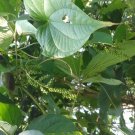 5 Seeds Dioscorea hamiltonii MOUNTAIN YAM (Seeds)