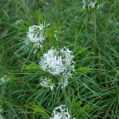 5 Seeds Amsonia hubrichtii BLUESTAR Perennial (Seeds)