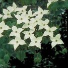 5 Seeds Cornus kousa chinensis CHINESE DOGWOOD TREE (Seeds)