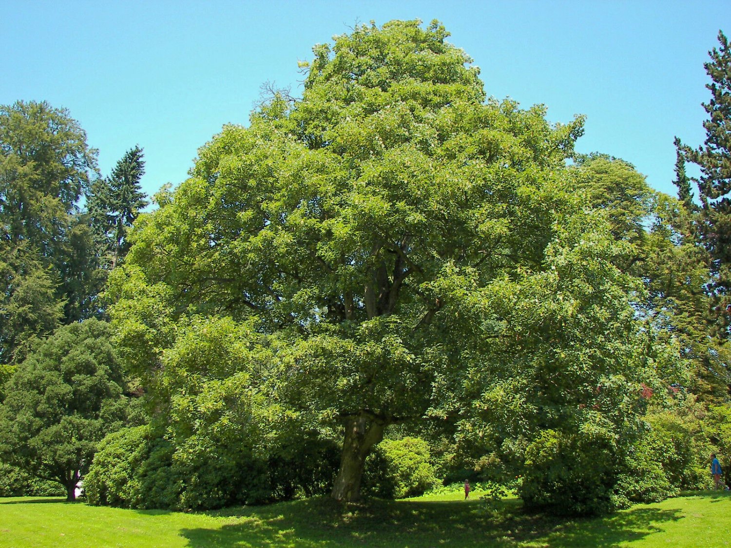 10 Seeds Acer pseudoplatanus UNUSUAL TREE (Seeds)