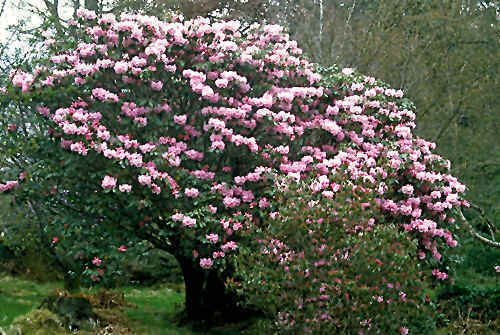 10 Seeds Rhododendron fortunei RHODODENDRON (Seeds)