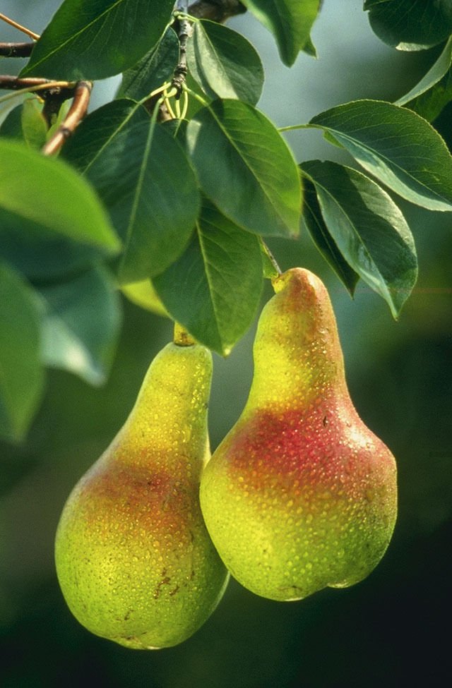 5 Seeds Pyrus communis Bartlett PEAR TREE (Seeds)