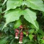 5 Seeds Leycesteria formosa UNIQUE SHRUB (Seeds)
