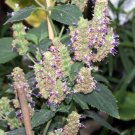 5 Seeds Pogostemon cablin PATCHOULI Herb (Seeds)
