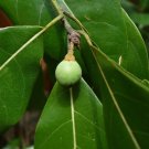 5 Seeds Persea borbonia RED BAY (Seeds)