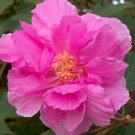 5 Seeds Hibiscus mutabilis CONFEDERATE ROSE HIBISCUS (Seeds)