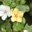 5 Seeds Catunaregam spinosa SPINY GARDENIA (Seeds)