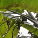 5 Seeds Musa itinerans BURMESE BLUE HARDY BANANA Exotic (Seeds)
