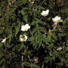 5 Seeds Gossypium thurberi HARDY DESERT COTTON Shrub (Seeds)