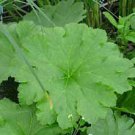 5 Seeds Peltiphyllum peltatum UMBRELLA PLANT (Seeds)