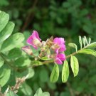 5 Seeds Tephrosia purpurea WILD INDIGO Exotic (Seeds)