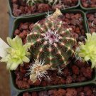 10 Seeds Echinocereus viridiflorus Hardy Hedgehog Cactus (Seeds)