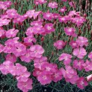 10 Seeds Dianthus gratianipolitanus CHEDDAR PINKS (Seeds)
