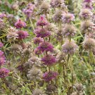 10 Seeds Monarda citriodora LEMON BEE BALM Perennial (Seeds)