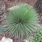 5 Seeds Agave stricta HARDY AGAVE Exotic (Seeds)