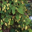 5 Seeds Humulus lupulus WILLAMETTE HOPS Vine (Seeds)
