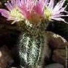 10 Seeds Echinocereus reichenbachi baileyi HEDGEHOG CACTUS (Seeds)
