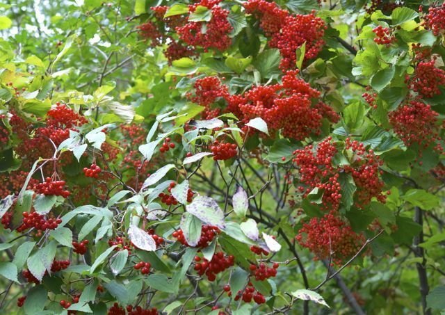 10 Seeds Viburnum setigerum TEA VIBURNUM SHRUB (Seeds)