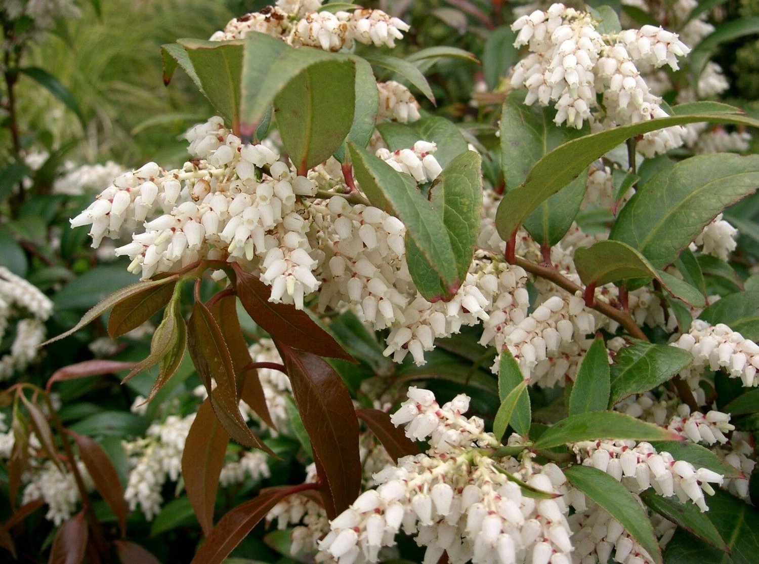 5 Seeds Leucothoe axillaris COAST LEUCOTHOE (Seeds)