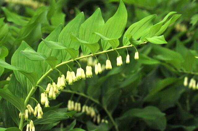 5 Seeds Polygonatum biflorum KING SOLOMON SEAL (Seeds)