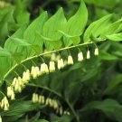 5 Seeds Polygonatum biflorum KING SOLOMON SEAL (Seeds)