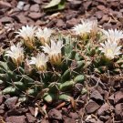 5 Seeds Mammillaria meiacantha HARDY BALL CACTUS (Seeds)