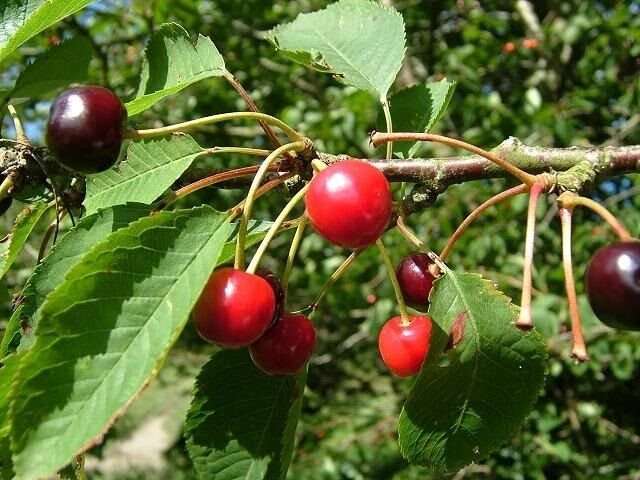 5 Seeds Prunus avium FRUITING CHERRY TREE (Seeds)