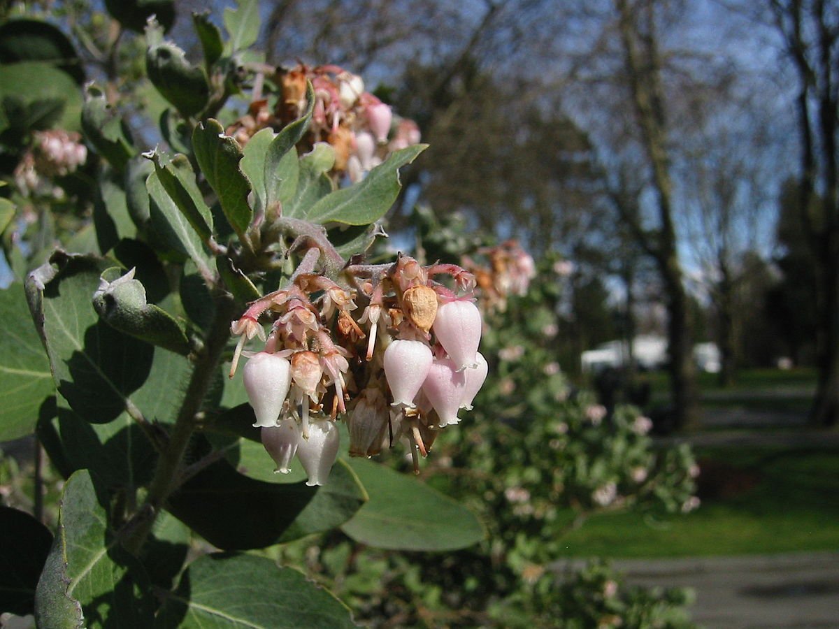5 Seeds Arctostaphyllos viscida WHITE LEAVED MANZANITA Exotic (Seeds)