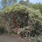 5 Seeds Arctostaphyllos viscida WHITE LEAVED MANZANITA Exotic (Seeds)