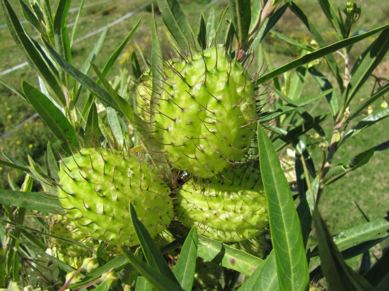 5 Seeds Asclepias physocarpa syn Gomphocarpus FAMILY JEWELS - attracts Monarchs (Seeds)