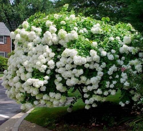 10 Seeds Hydrangea paniculata HYDRANGEA (Seeds)