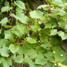 5 Seeds Vitis riparia RIVERBANK GRAPE (Seeds)