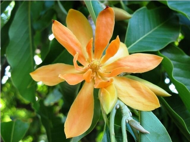 5 Seeds Michelia champaca - EVERGREEN -EXTREMELY FRAGRANT FLOWERS (Seeds)