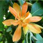 5 Seeds Michelia champaca - EVERGREEN -EXTREMELY FRAGRANT FLOWERS (Seeds)