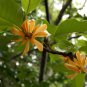 5 Seeds Michelia champaca - EVERGREEN -EXTREMELY FRAGRANT FLOWERS (Seeds)