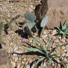 5 Seeds Opuntia chlorotica SANTA RITA PURPLE PRICKLY PEAR CACTUS (Seeds)