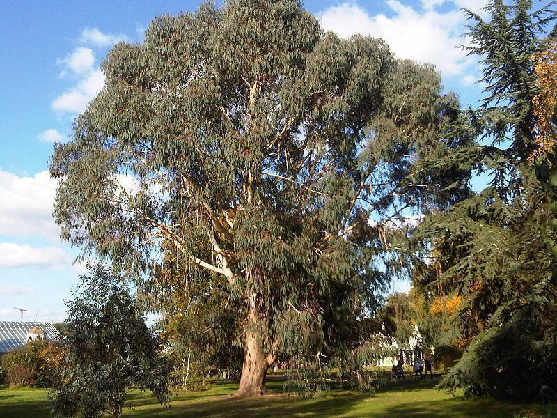 5 Seeds Eucalyptus dalrympleana MOUNTAIN WHITE GUM Tree (Seeds)