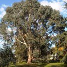 5 Seeds Eucalyptus dalrympleana MOUNTAIN WHITE GUM Tree (Seeds)
